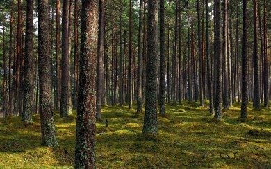 Ограничения на посещение лесов действуют в 36 районах Беларуси.