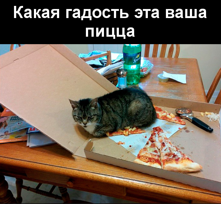 изображение: Какая гадость эта ваша пицца #Котоматрицы