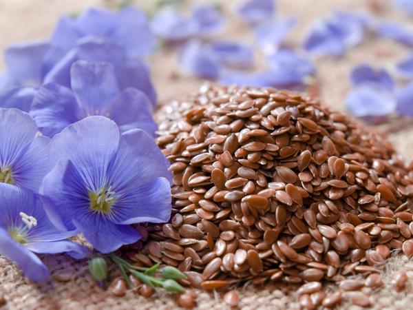 Чем полезны семена льна: несколько простых рецептов  здоровье, лекарственные растения,лен посевной, народная медицина, народные рецепты, полезные свойства