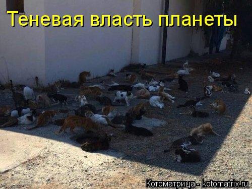 Лучшая котоматрица недели