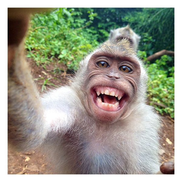 9 funny animal selfies Котики и кенгуру делают лучшие селфики