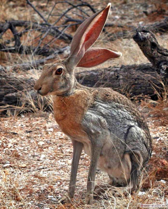 Антилоповый - один из красивыеших видов зайцев