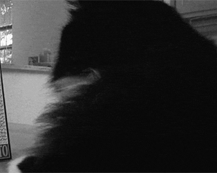 Забавные и смешные гифки из сети Забавные и смешные гифки из сети