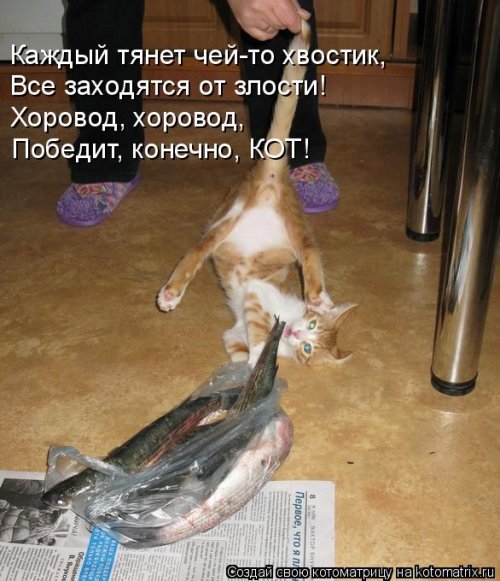 Лучшая котоматрица недели