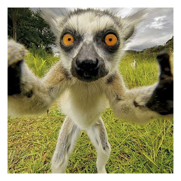 10 funny animal selfies Котики и кенгуру делают лучшие селфики
