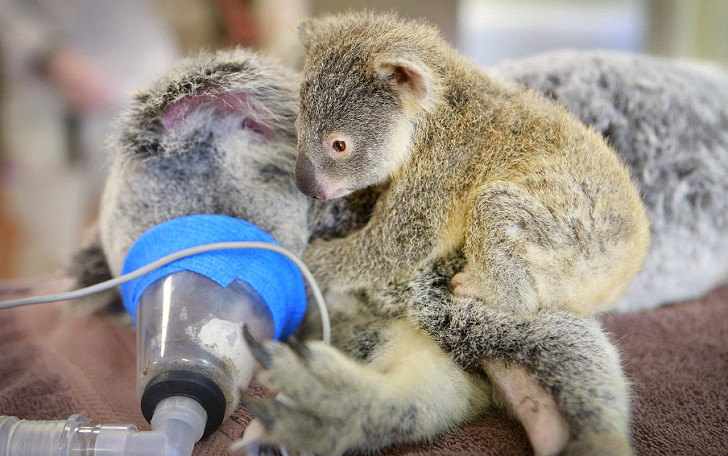 Малыш коала не отходил от матери во время операции Любовь, животные, коала, милота, операция