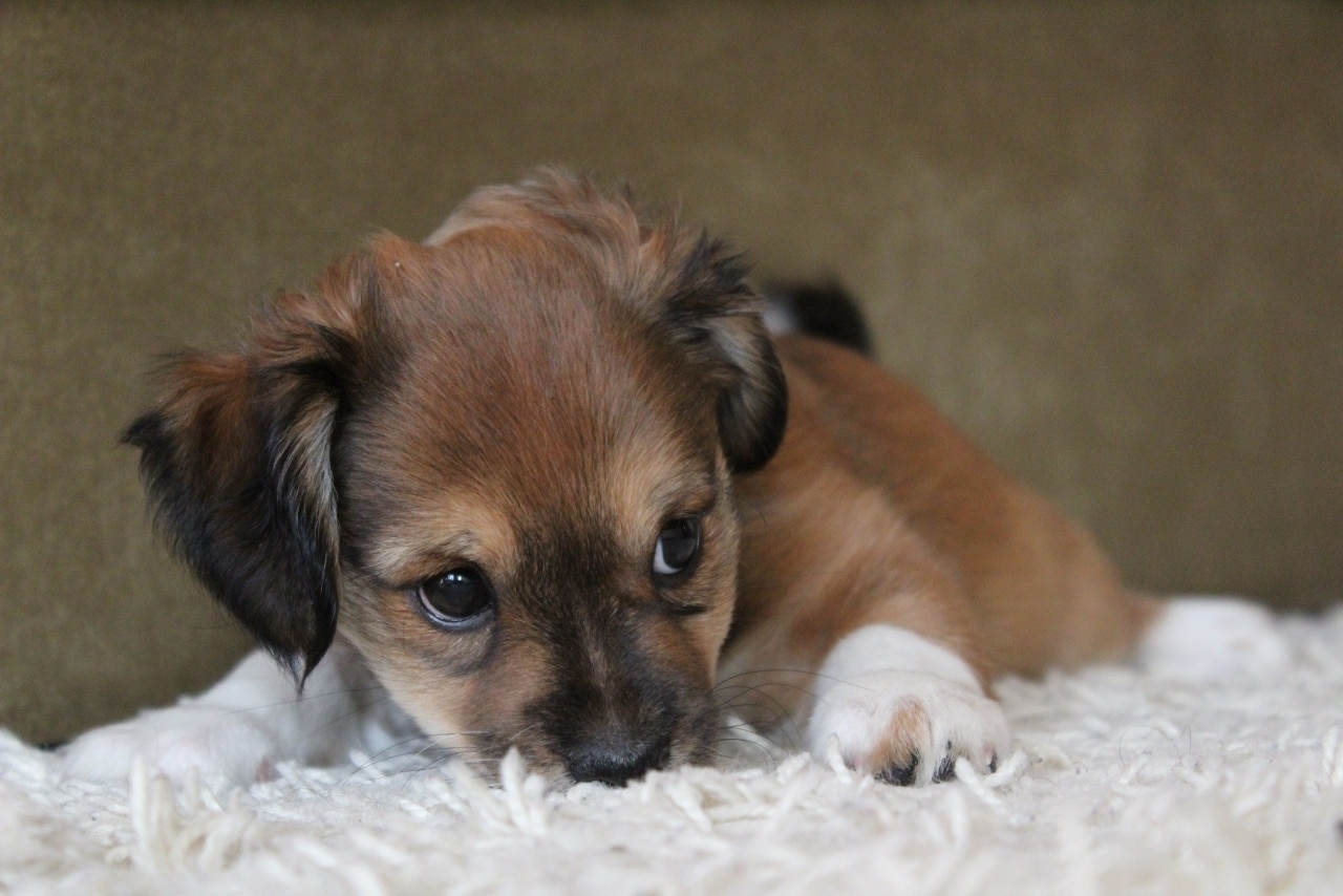 фото щенка