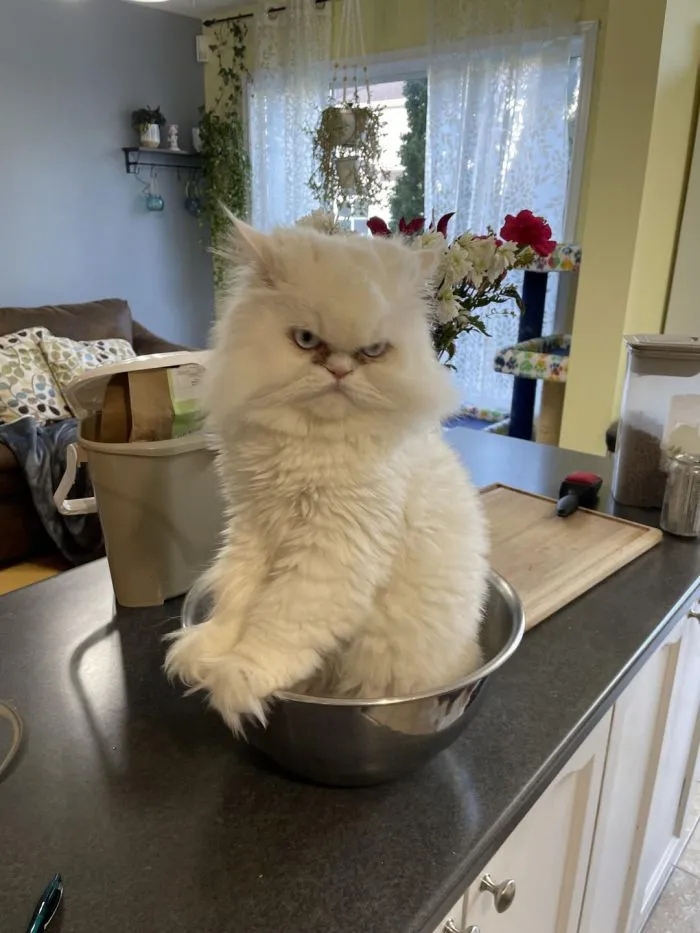 Эмоциональные питомцы, у которых не жизнь, а сплошная драма