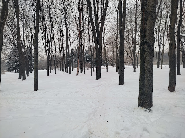 сиреневый сад