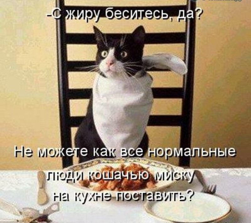 Прикольные и смешные зверюшки животные, коты, прикол, фото, юмор