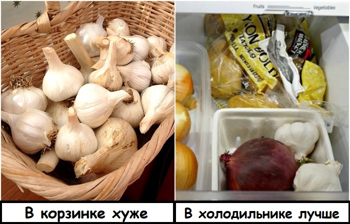 Чеснок лучше себя чувствует в холоде Чеснок лучше себя чувствует в холоде