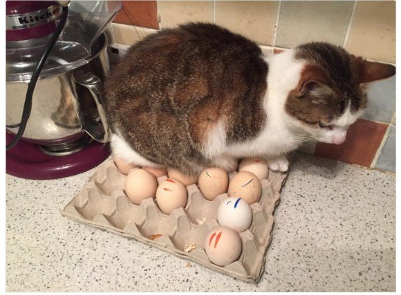 Фото о том, что наглости котов нет предела Фото о том, что наглости котов нет предела