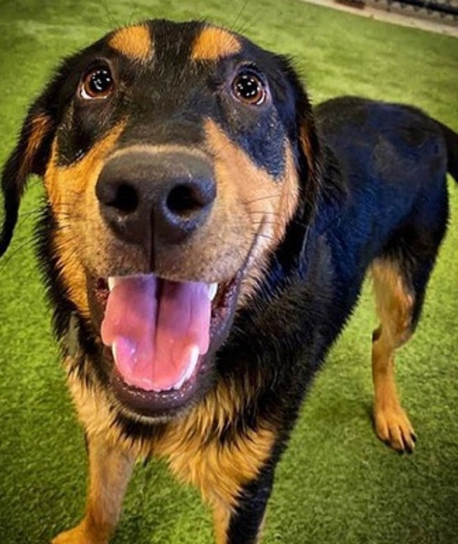 Веселый пес