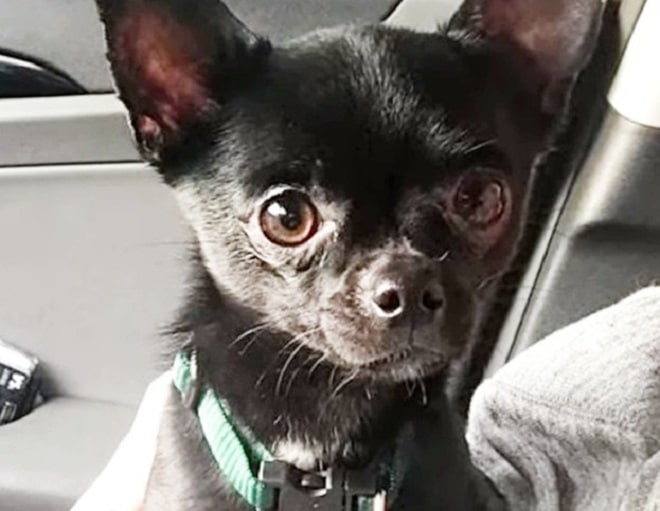 Собака в машине