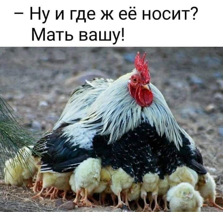 Петух и курица смешные картинки