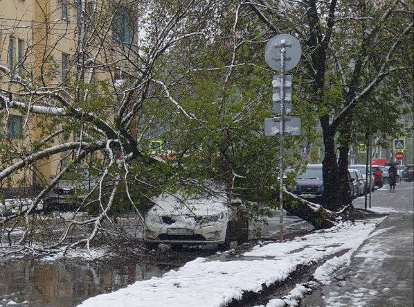 129 дереьев упало в Нижнем Новгороде из-за снегопада