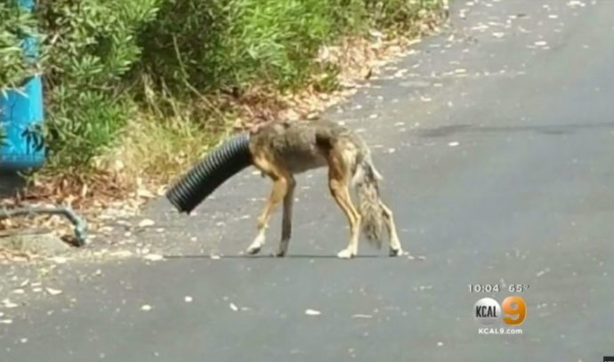 4-Coyote-Pipe-768x453