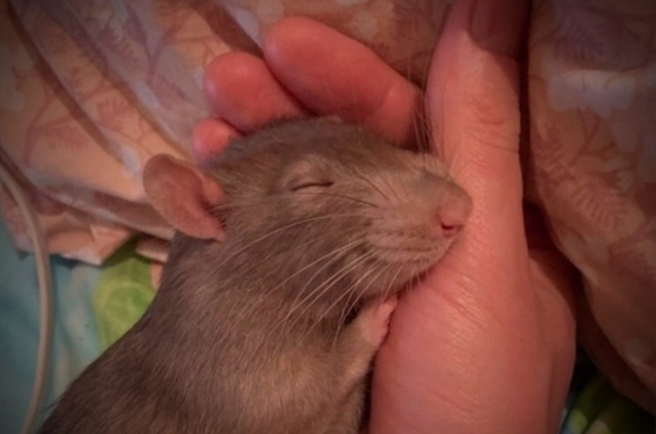 ДРУЖБА ЖИВОТНЫХ ДРУЖБА ЖИВОТНЫХ