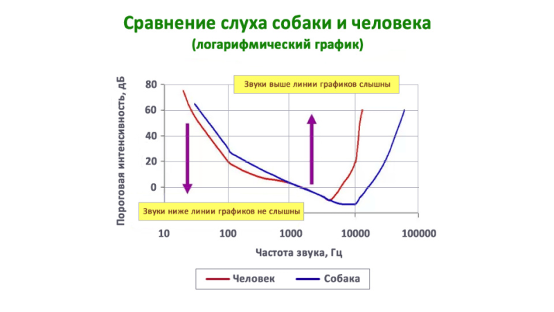 Мы слышим некоторые низкочастотные звуки лучше, чем собаки. при этом одинаково чувствительны к звукам, которые попадают в диапазон обычной человеческой речи. График: Stanley Coren