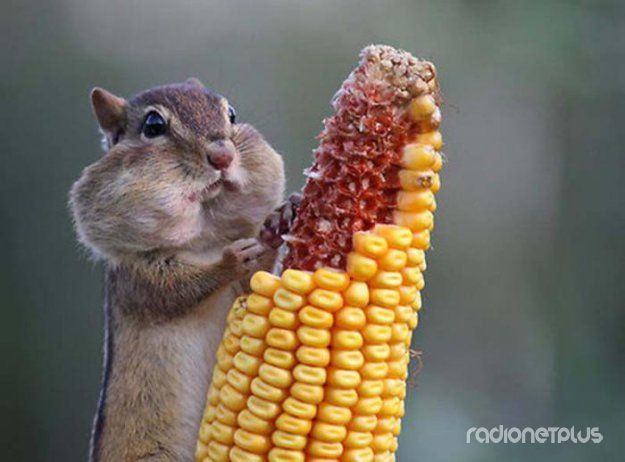 Эти смешные животные Эти смешные животные