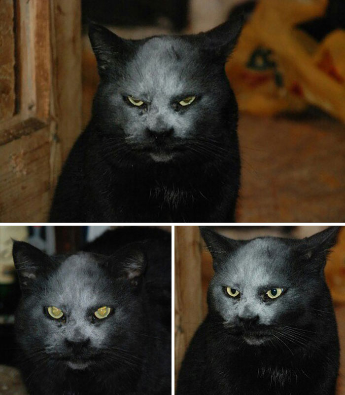 Heavy Metal Animals