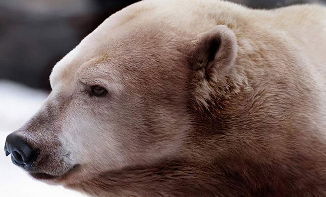 На Аляске обнаружили новый вид полярных медведей, которого еще 20 лет назад не было
