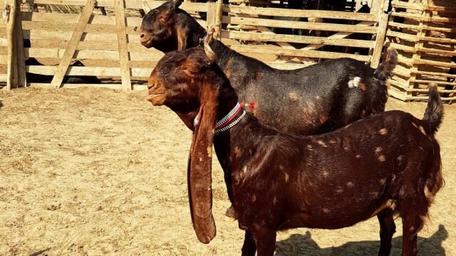 Камори достаточно крупные «горбоносые» козы с очень длинными (до 45 см) свисающими ушами. © Narejo Goat Farm ????
