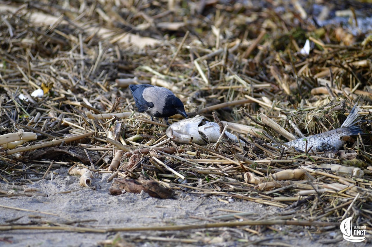 Апокалипсис в пропахшей трупом Украины Одессе Апокалипсис в пропахшей трупом Украины Одессе украина
