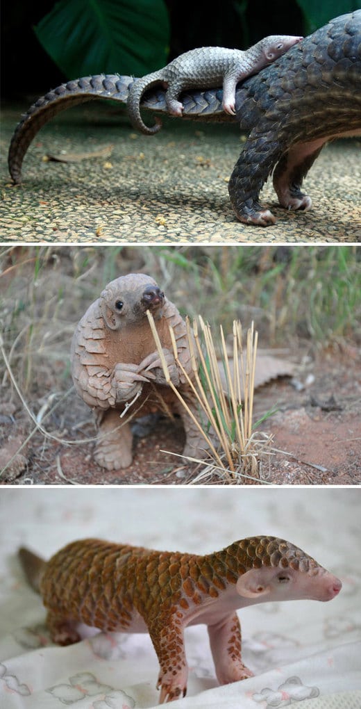 Baby Pangolin