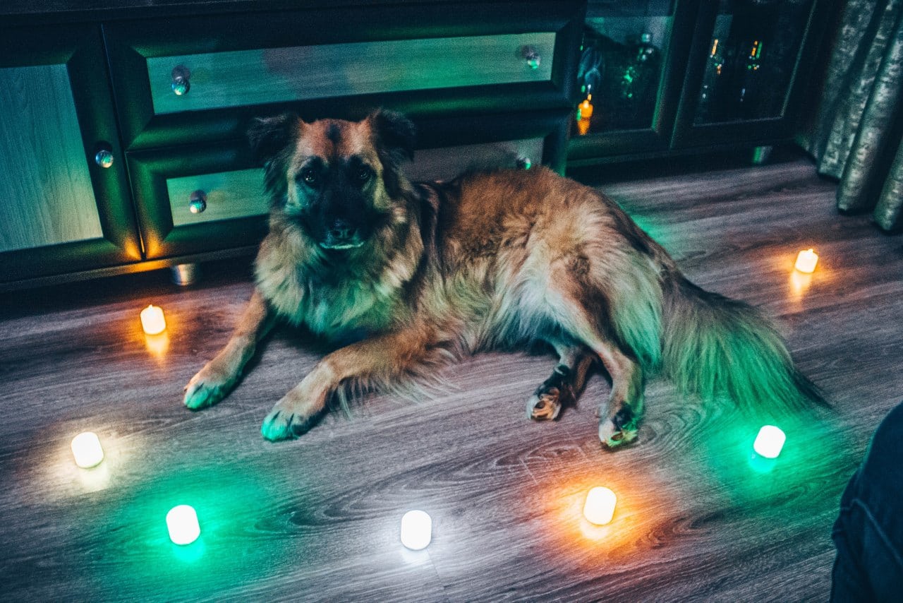 пёс в комнате