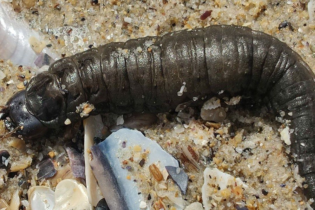 Апокалипсис в пропахшей трупом Украины Одессе Апокалипсис в пропахшей трупом Украины Одессе украина