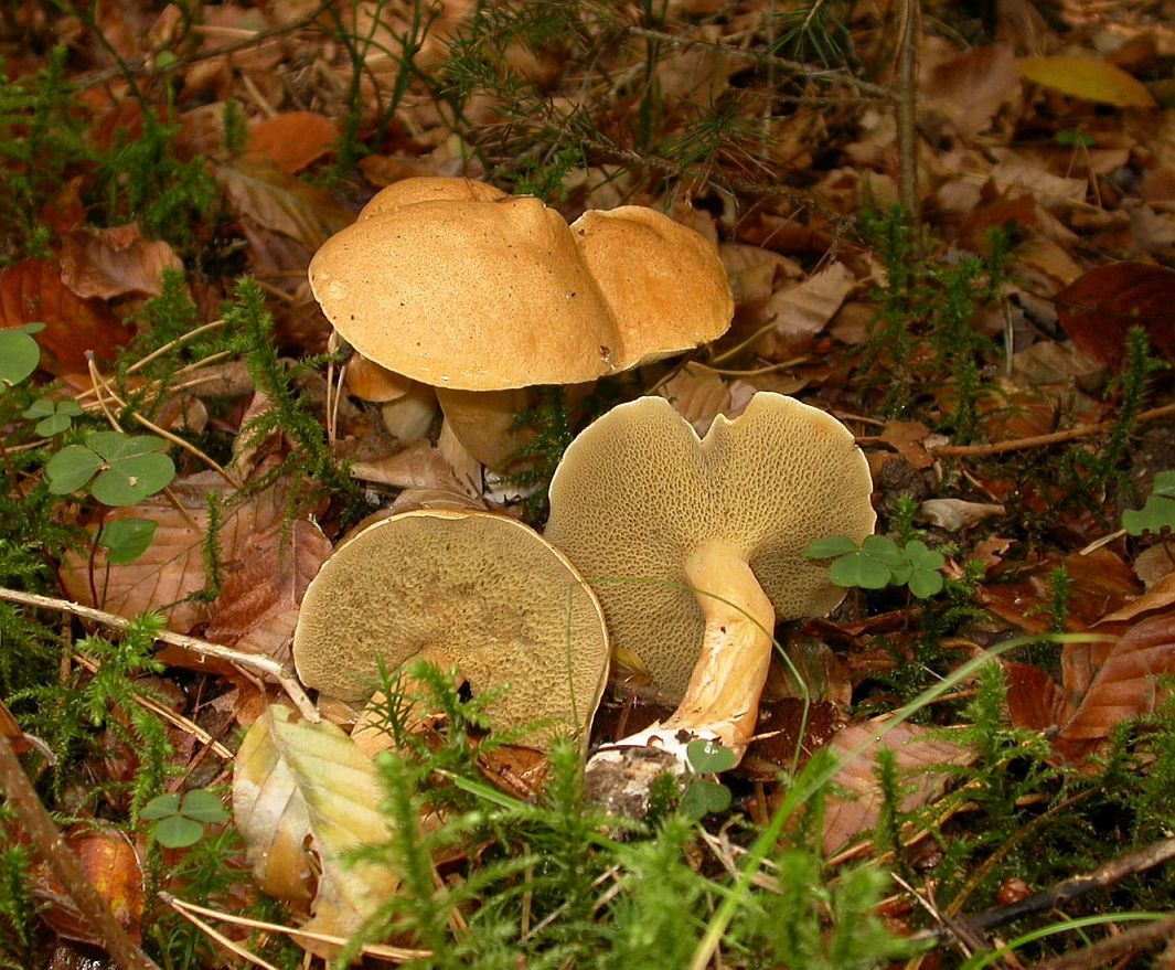 Маслята в саду — собираем, выращиваем и готовим правильно Suillus, грибы, диаметром, микоризу, маслята, может, шляпкой, маслят, почвы, сосной, грибов, шляпка, масленок, мякоть, можно, стоит, лесах, отличается, имеет, поскольку