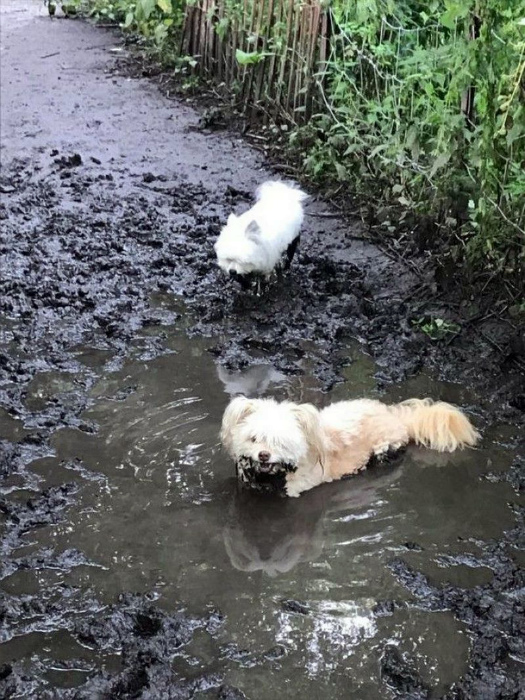 Белая собака выглядит очень эффектно в луже грязи. | Фото: MADE IN CCCP.