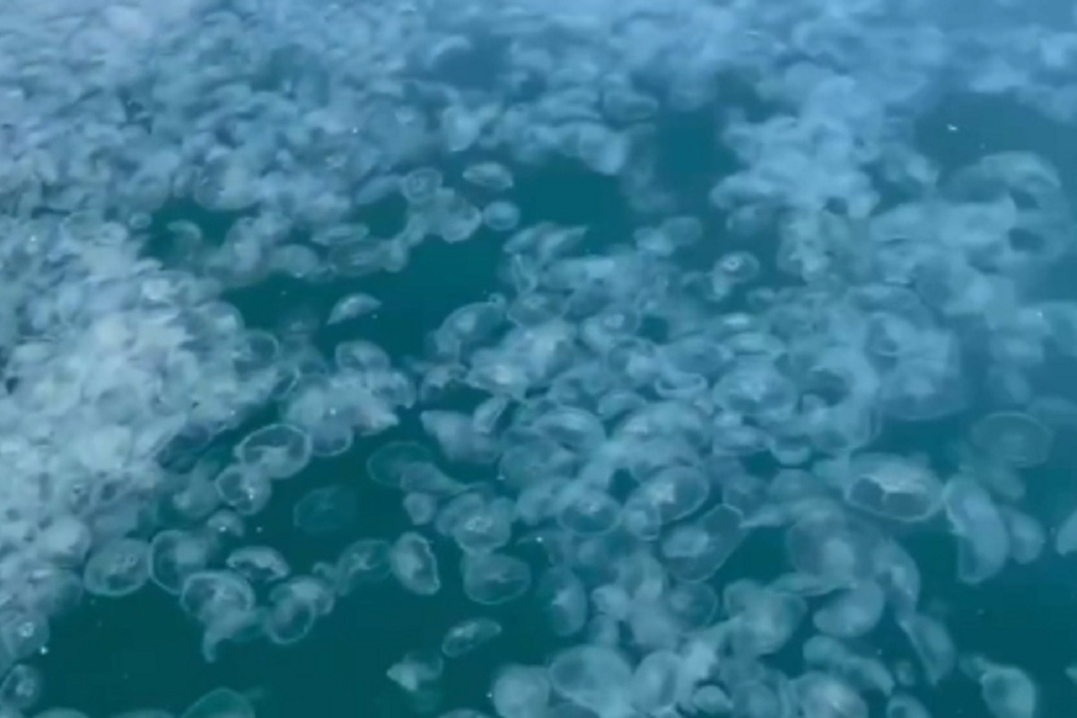 Море стало похоже на желе: Анапа столкнулась с нашествием медуз