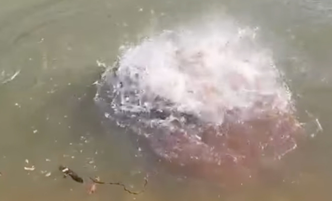 Вот почему в Амазонке нельзя купаться: мужчина кинул кинул огромный кусок мяса в воду и стал снимать видео - свежие новости на Toplenta