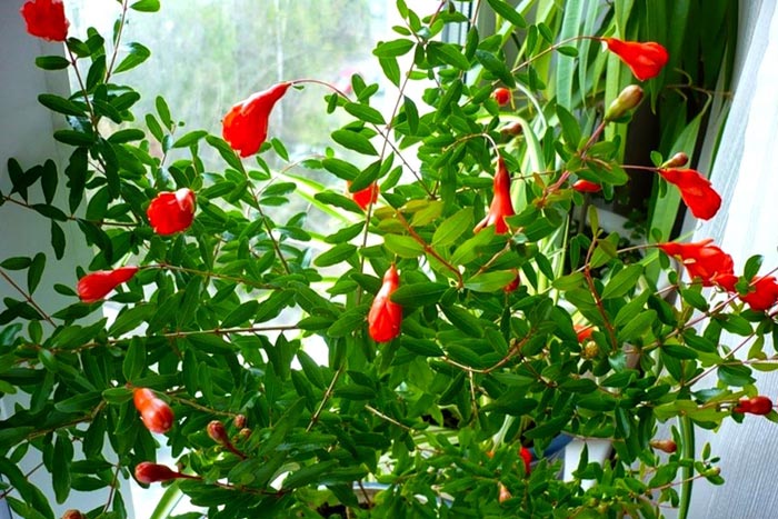 Красные комнатные цветы и фото домашних растений с красными цветами