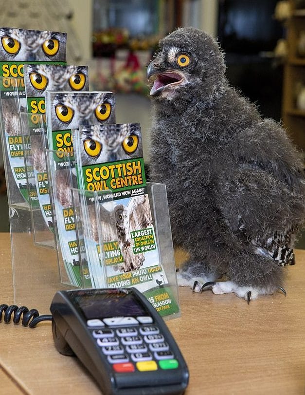 маленький совенок