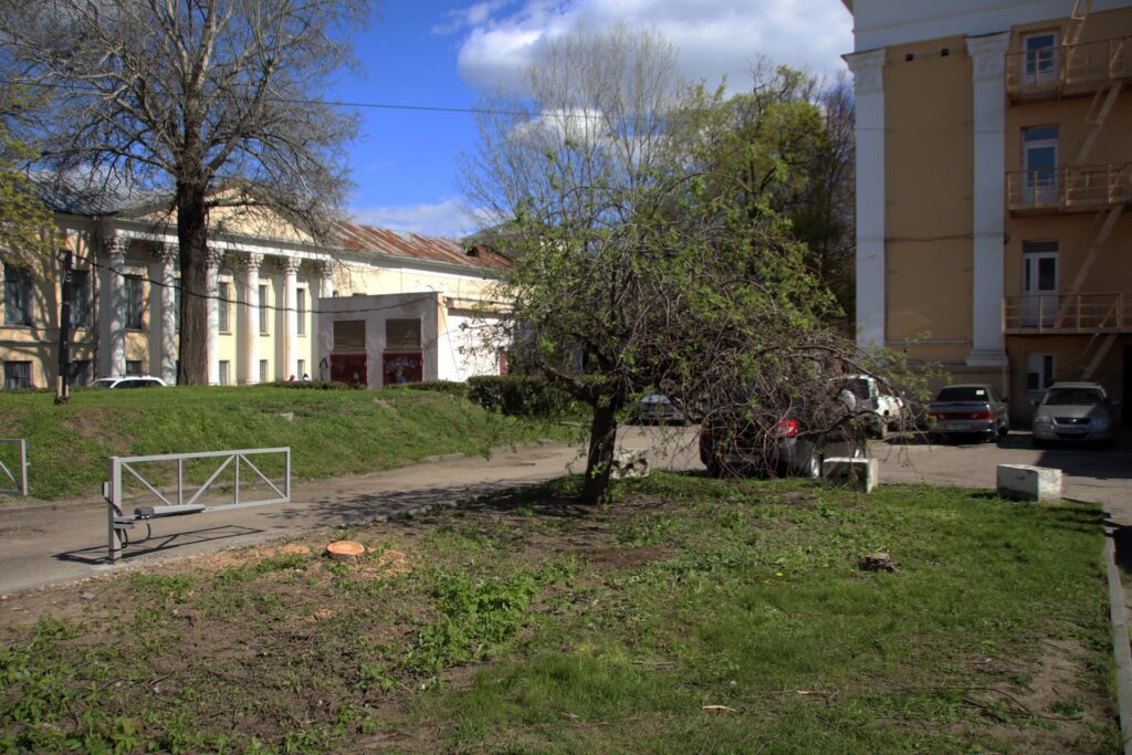 В центре Рязани срубили редкую рябину