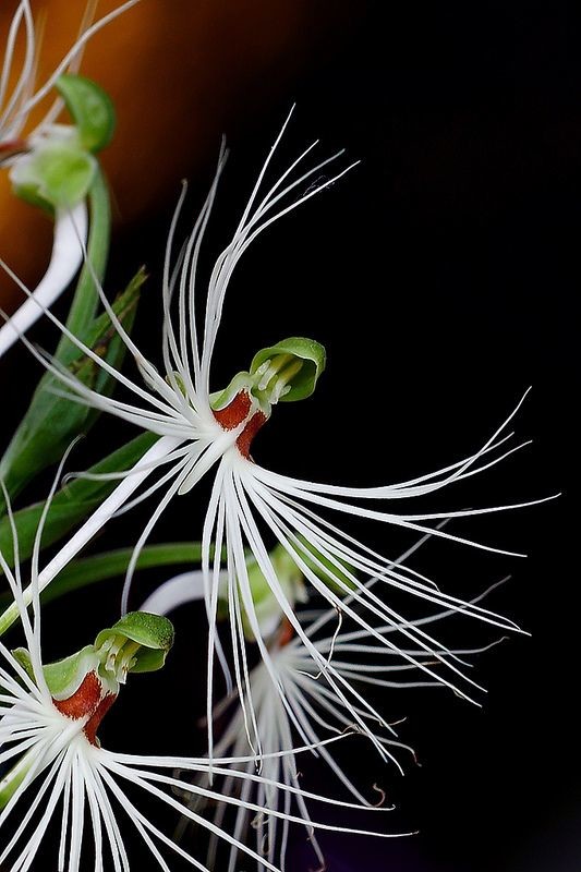 Еspecies exoticas de orquideas интересное, красота, орхидеи, флора, цветы