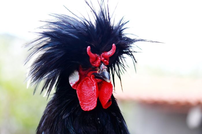 Heavy-metal-animals