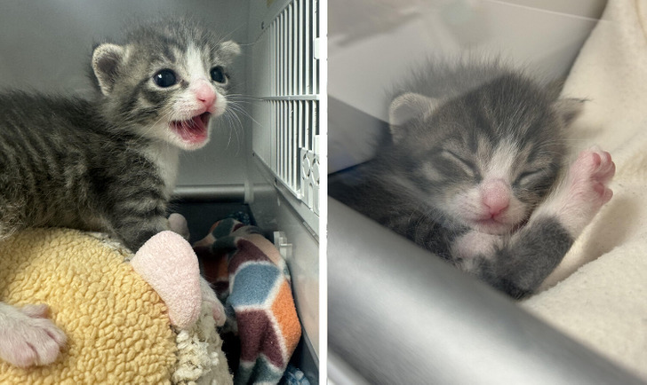 18 обитателей приюта, которые кого хочешь покорят, и моргнуть не успеешь 18 обитателей приюта, которые кого хочешь покорят, и моргнуть не успеешь