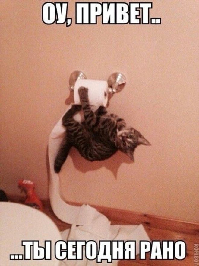 Подборка фото забавных котов и котят со смешными надписями )