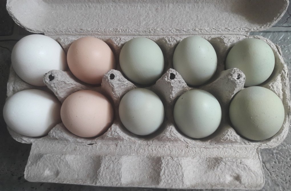 Самые удивительные породы куриц, которые несут уникальные яйца с цветной скорлупой породы, порода, куриц, скорлупа, может, которые, очень, голубые, окрас, удивляет, несут, цвета, несет, содержания, только, имеет, голубой, внешний, условий, скорлупы