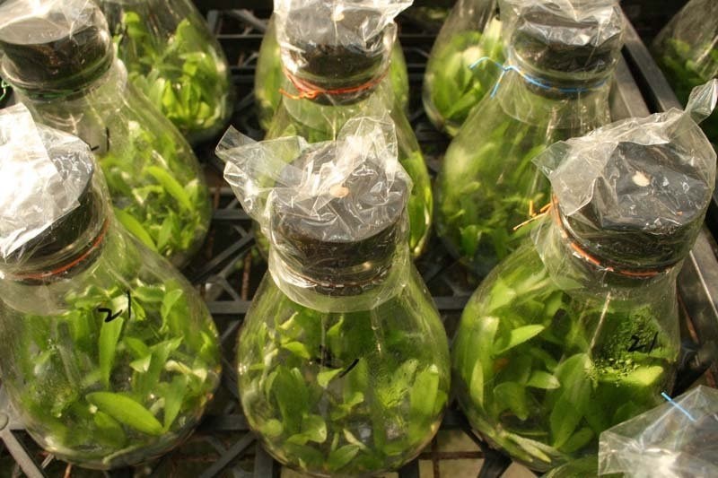 Мои орхидеи — моя гордость! Размножаю их одним секретным способом… Мои орхидеи — моя гордость! Размножаю их одним секретным способом…