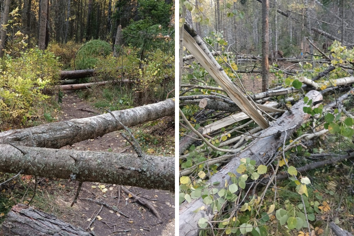 Фото Поваленных Деревьев