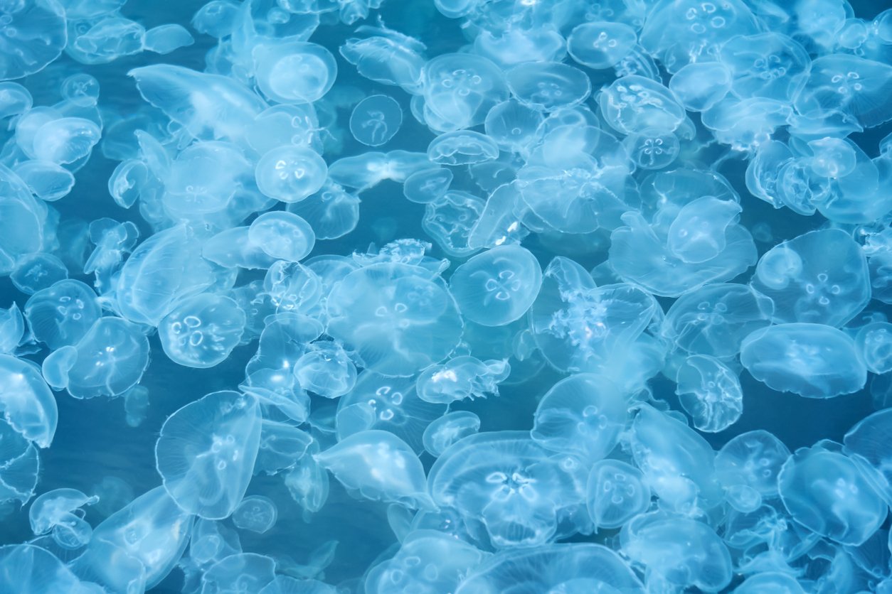 Прессованное желе на глубине: Азовское море снова заполонили медузы