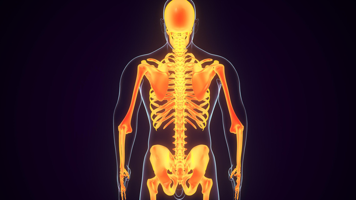 Надежный каркас: что нужно знать о костной системе человека костей, кости, костной, человека, кость, скелет, около, ткани, скелета, может, людей, массы, также, который, роста, прочность, количество, состоит, взрослых, примерно