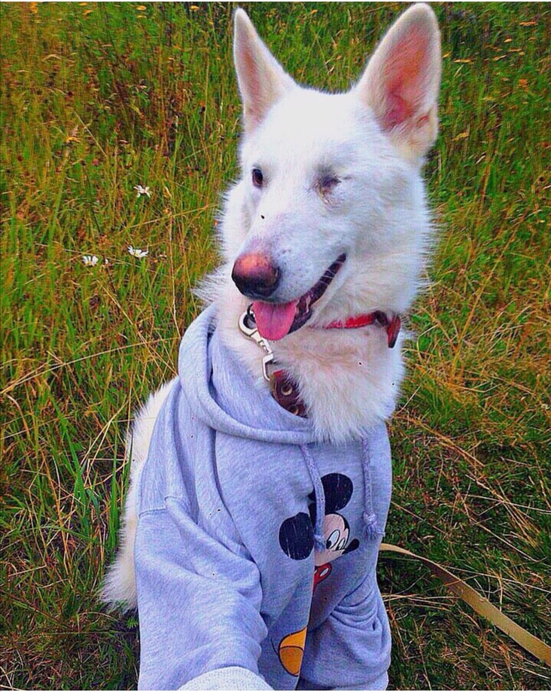 собака на прогулке