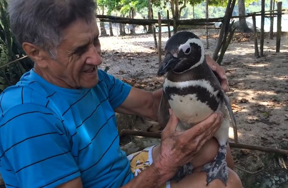 quibbll.com-pingvin-ezhegodno-proplyvaet-8-tys-km-radi-vstrech-so-svoim-spasitelem-1