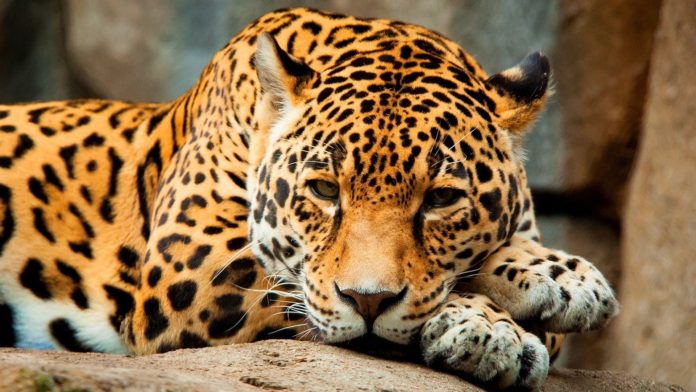Panthera onca centralis (центральноамериканский ягуар)